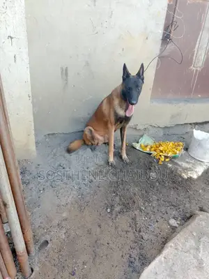 Plus d’un an Homme Pure race Belgian Malinois