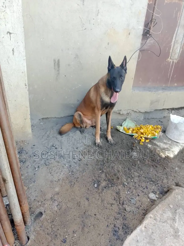 Plus d’un an Homme Pure race Belgian Malinois