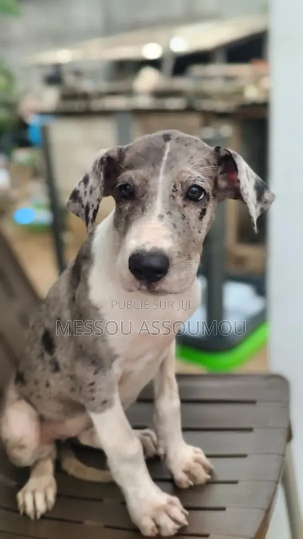 1-3 mois Femme Pure race Great Dane