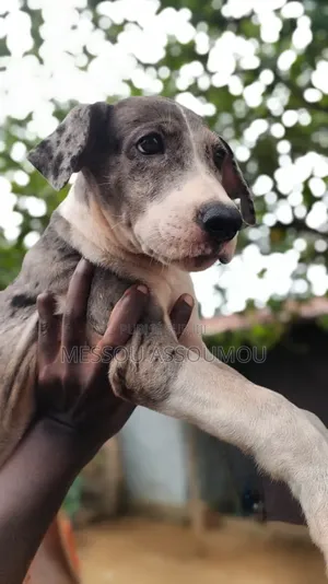 1-3 mois Femme Pure race Great Dane