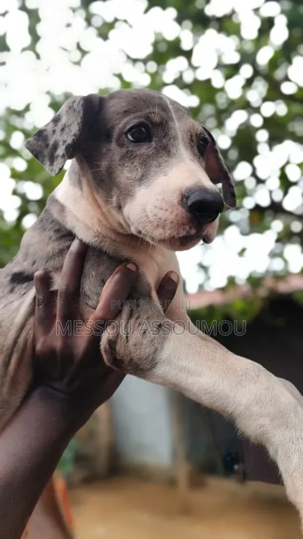 1-3 mois Femme Pure race Great Dane
