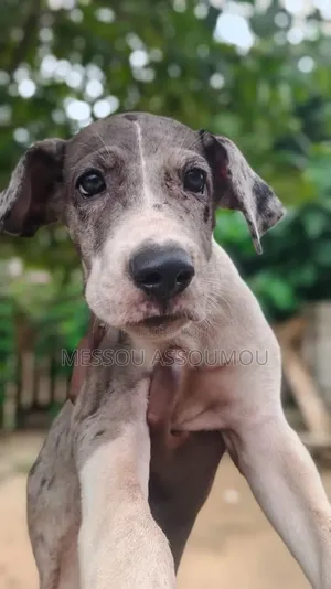 1-3 mois Femme Pure race Great Dane