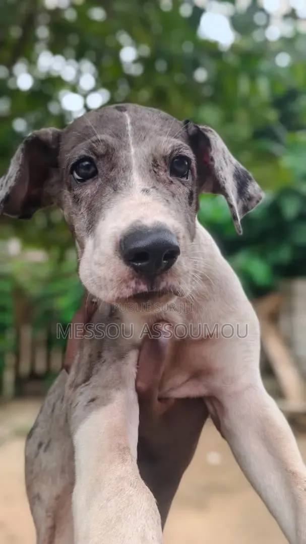 1-3 mois Femme Pure race Great Dane