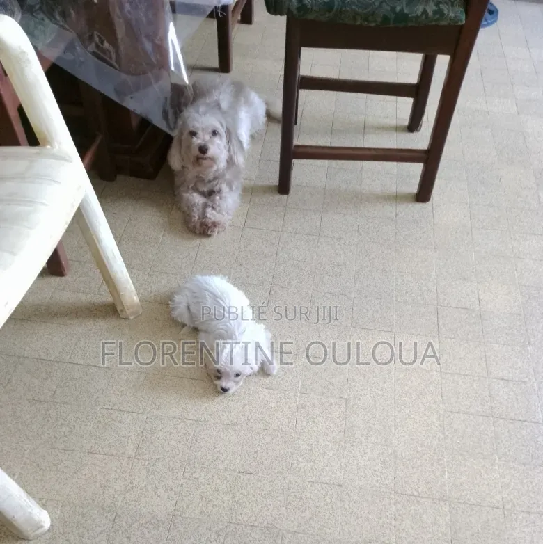 1-3 mois Femme Pure race Bichon Frise