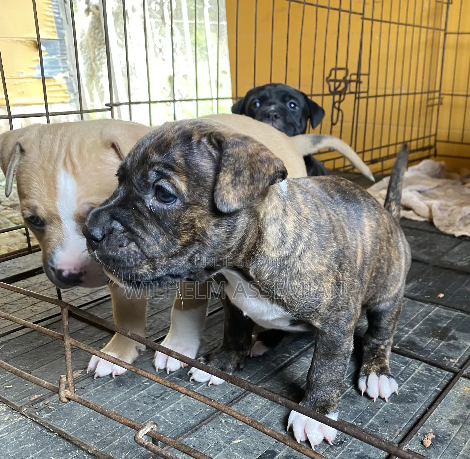 1-3 mois Homme Pure race American Pit Bull Terrier