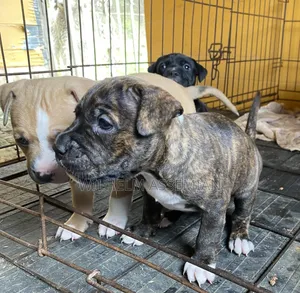 1-3 mois Homme Pure race American Pit Bull Terrier