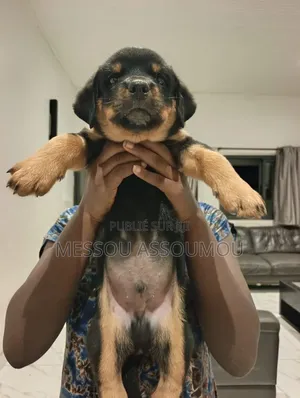 1-3 mois Homme Pure race Rottweiler