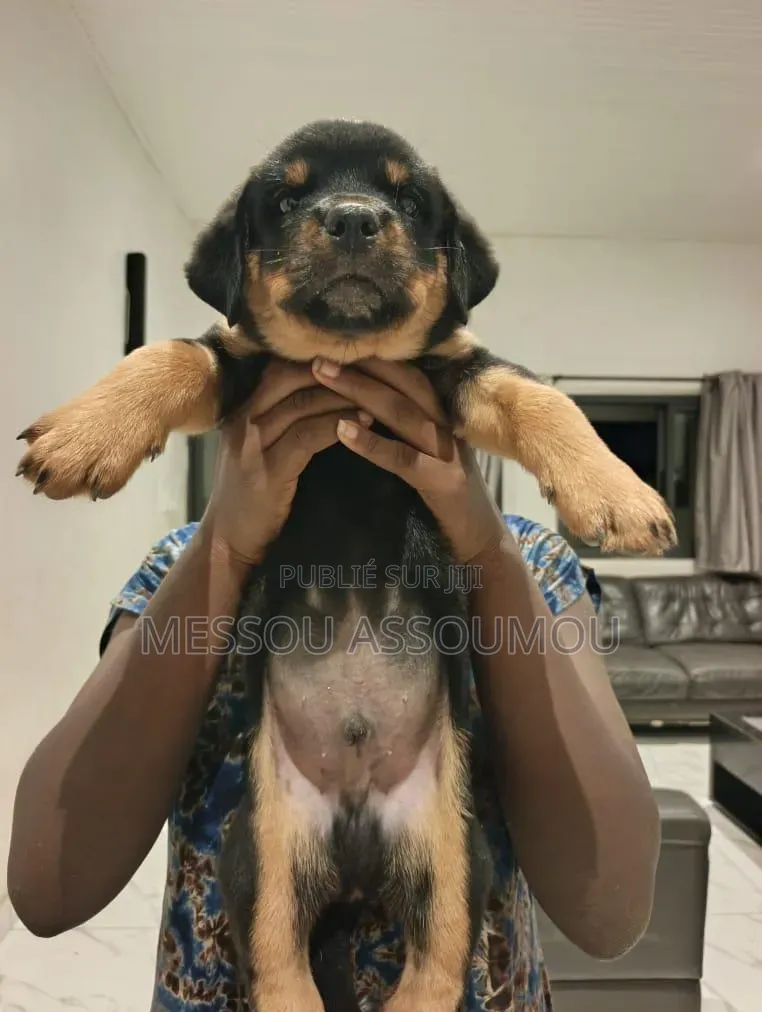 1-3 mois Homme Pure race Rottweiler