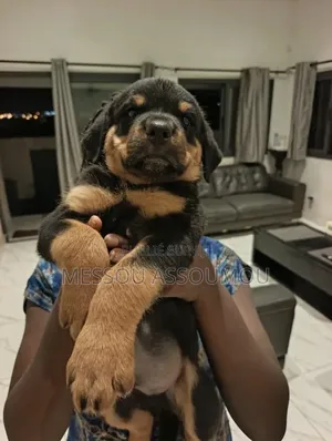 1-3 mois Homme Pure race Rottweiler