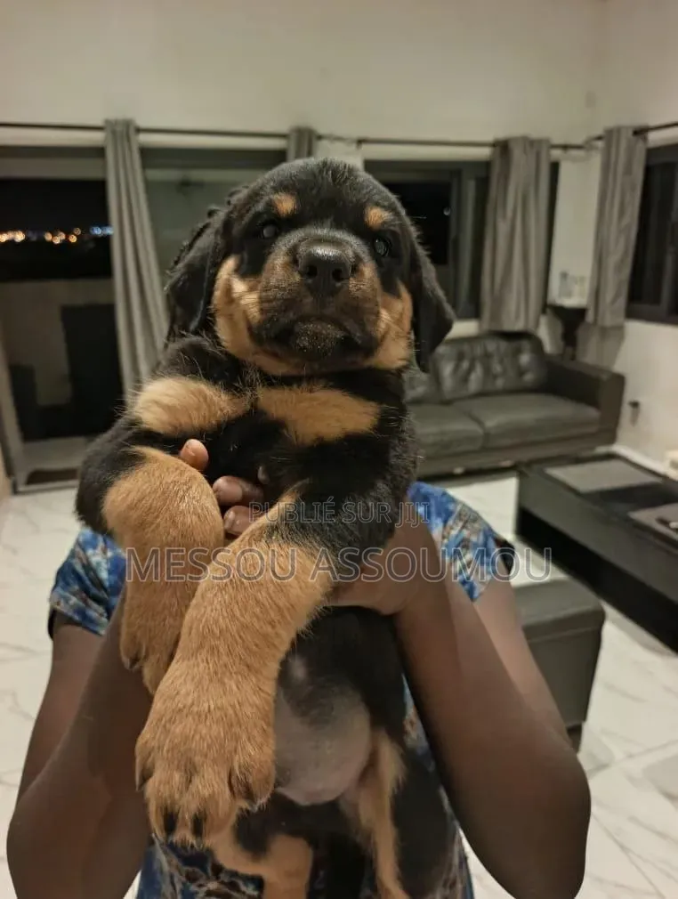 1-3 mois Homme Pure race Rottweiler