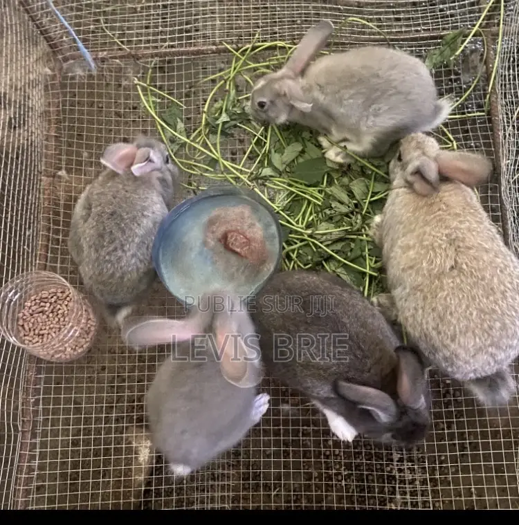 Lapin De 3 Mois Pour La Reproduction Il Pèse 1,70kg