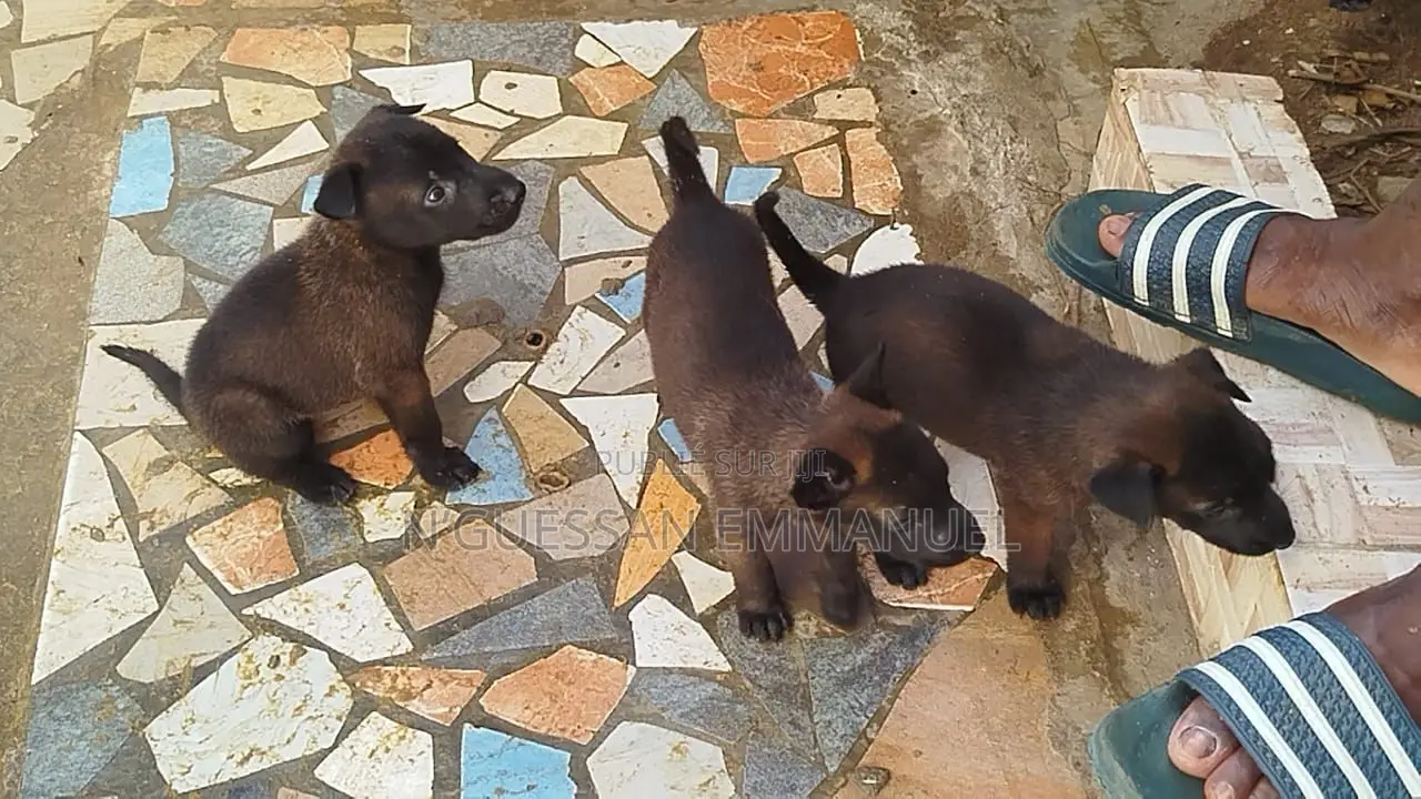1-3 mois Homme Pure race Belgian Malinois