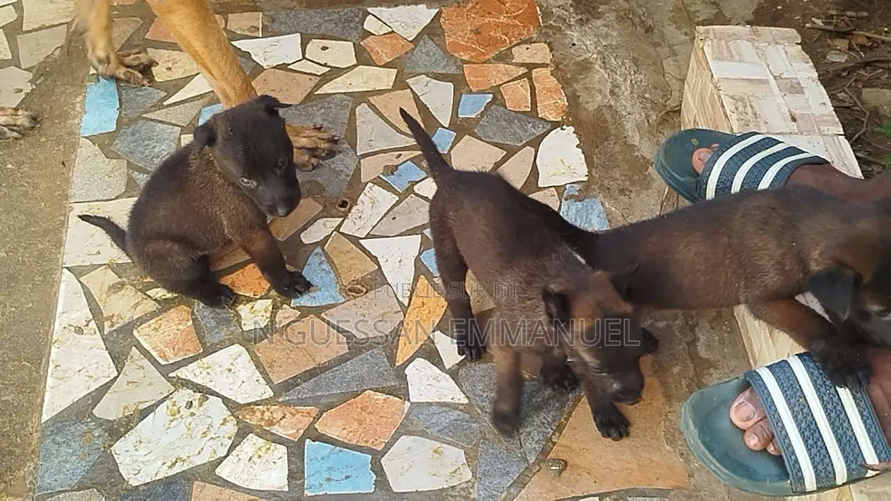 1-3 mois Homme Pure race Belgian Malinois