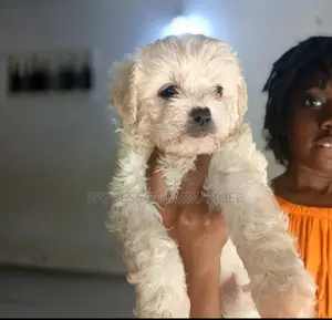1-3 mois Homme Pure race Coton de Tulear