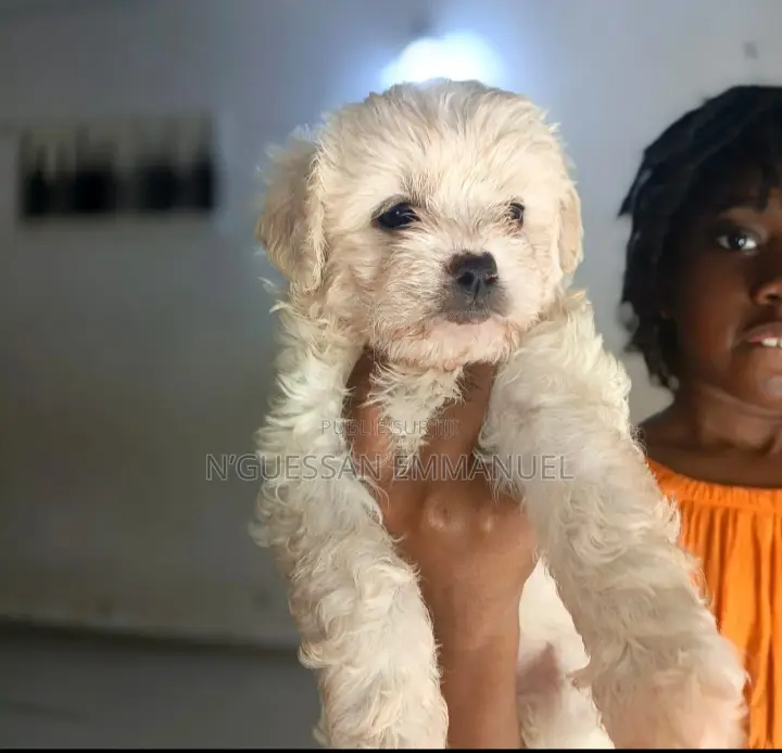 1-3 mois Homme Pure race Coton de Tulear