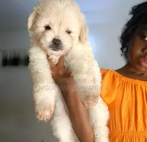1-3 mois Homme Pure race Coton de Tulear