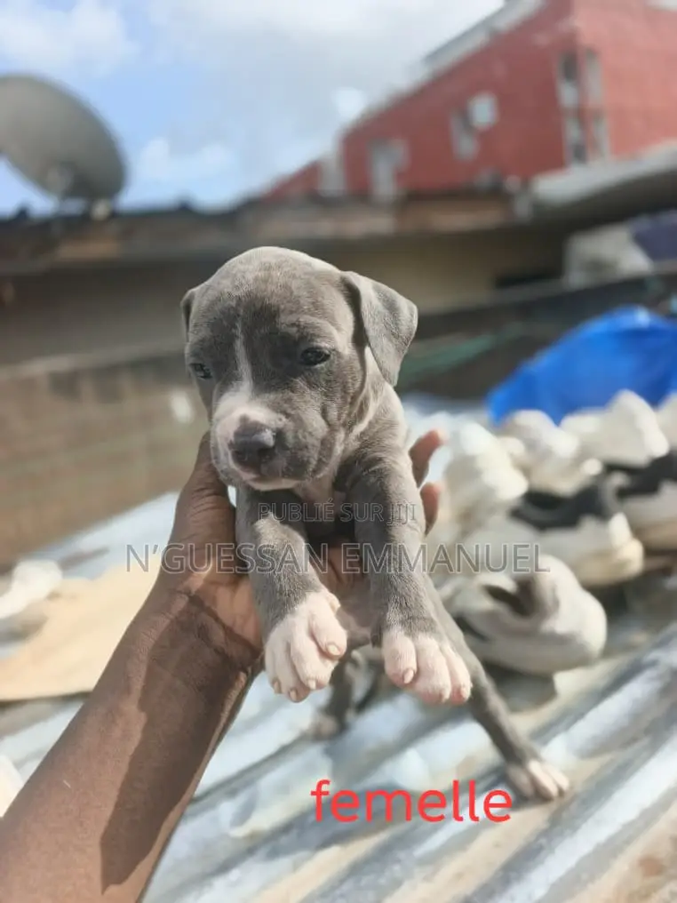 1-3 mois Femme Pure race American Pit Bull Terrier
