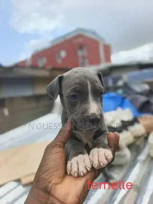 1-3 mois Femme Pure race American Pit Bull Terrier