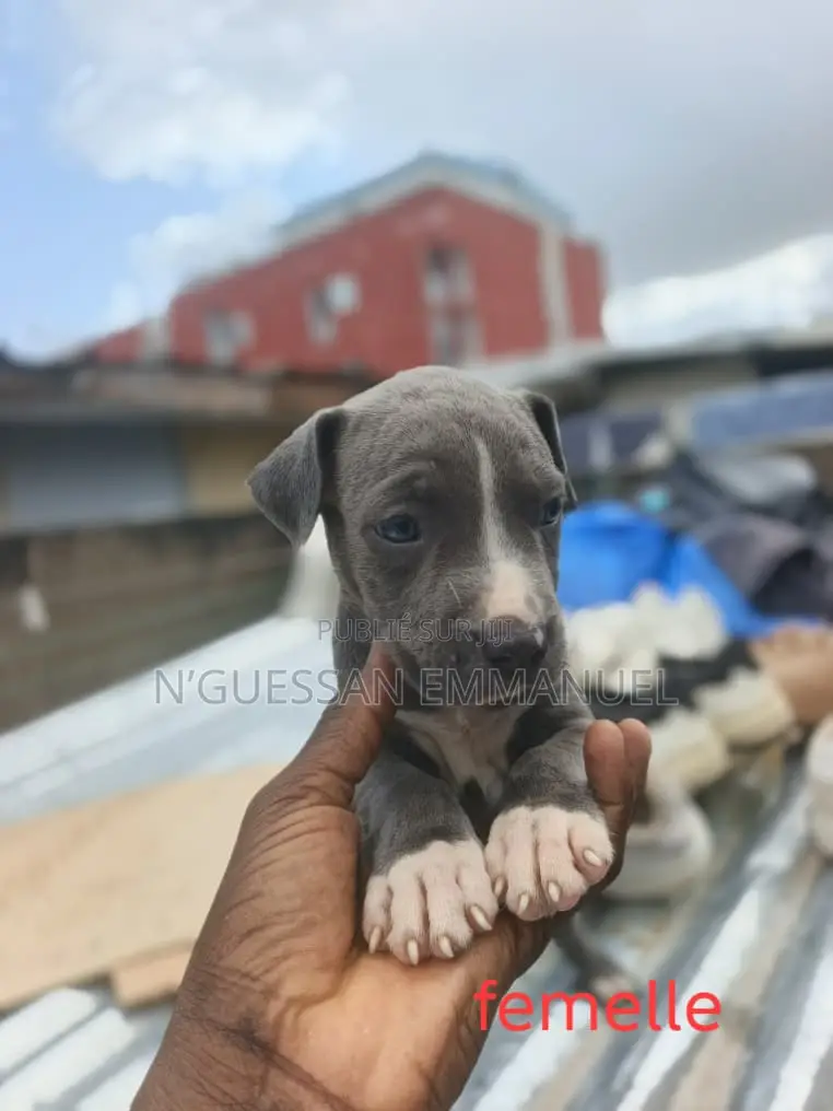 1-3 mois Femme Pure race American Pit Bull Terrier