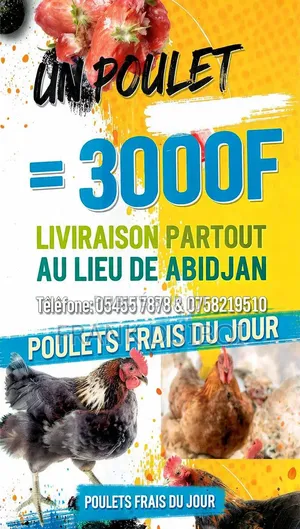 Vente De Poulet À 3000fcfa