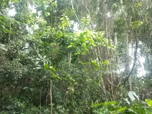 Fioret en Vente Dans La Région D’Agboville