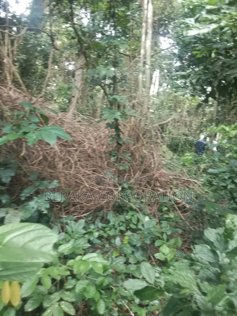 Fioret en Vente Dans La Région D’Agboville