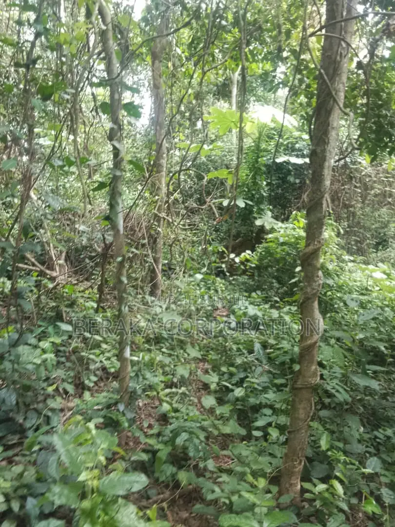 Fioret en Vente Dans La Région D’Agboville
