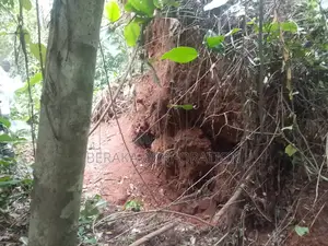 Fioret en Vente Dans La Région D’Agboville