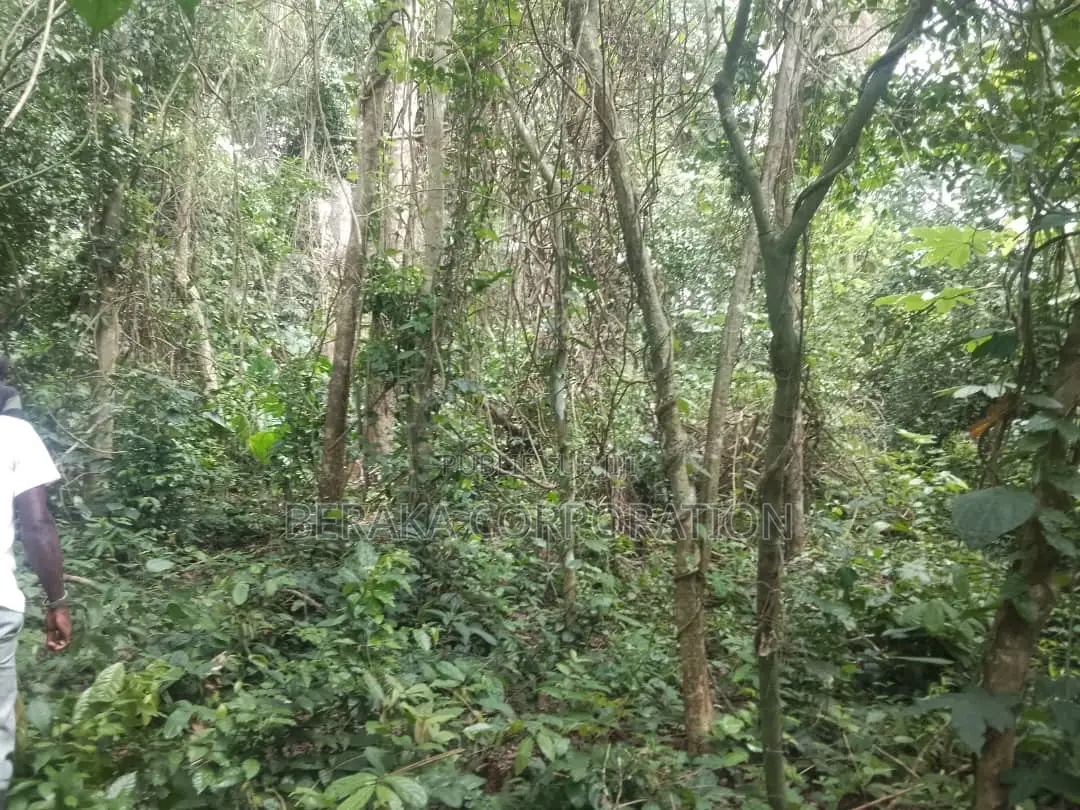 Fioret en Vente Dans La Région D’Agboville