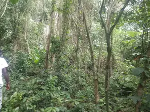 Fioret en Vente Dans La Région D’Agboville