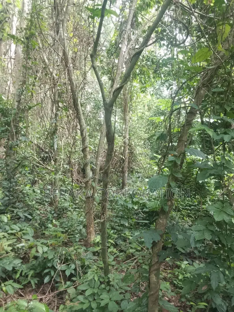 Fioret en Vente Dans La Région D’Agboville