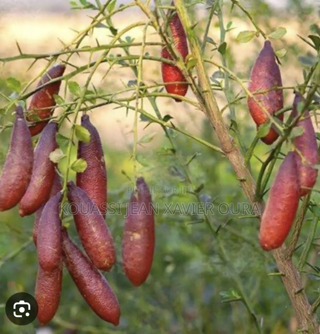 Vente De Pépinière D’Arbres Fruitiers