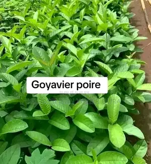 Vente De Pépinière D’Arbres Fruitiers