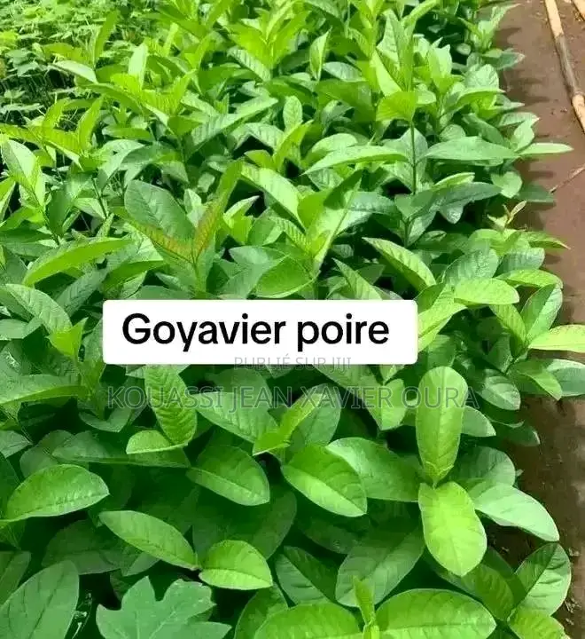 Vente De Pépinière D’Arbres Fruitiers