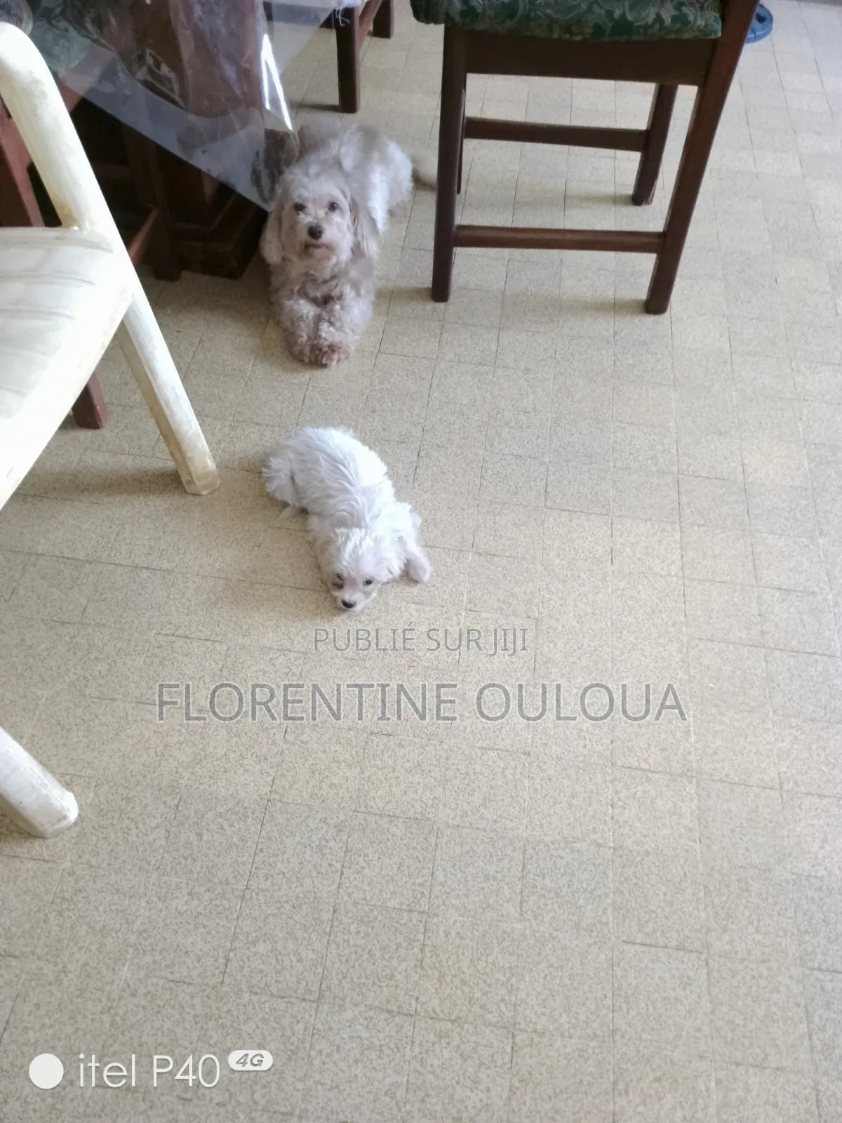 1-3 mois Femme Pure race Bichon Frise