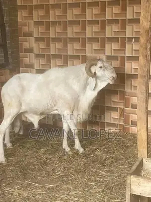 Mouton Belier