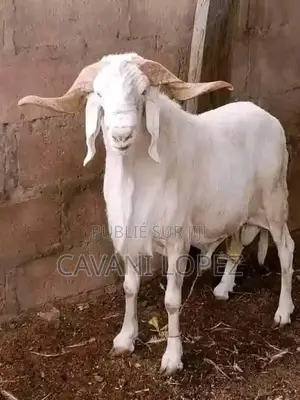 Mouton Bélier