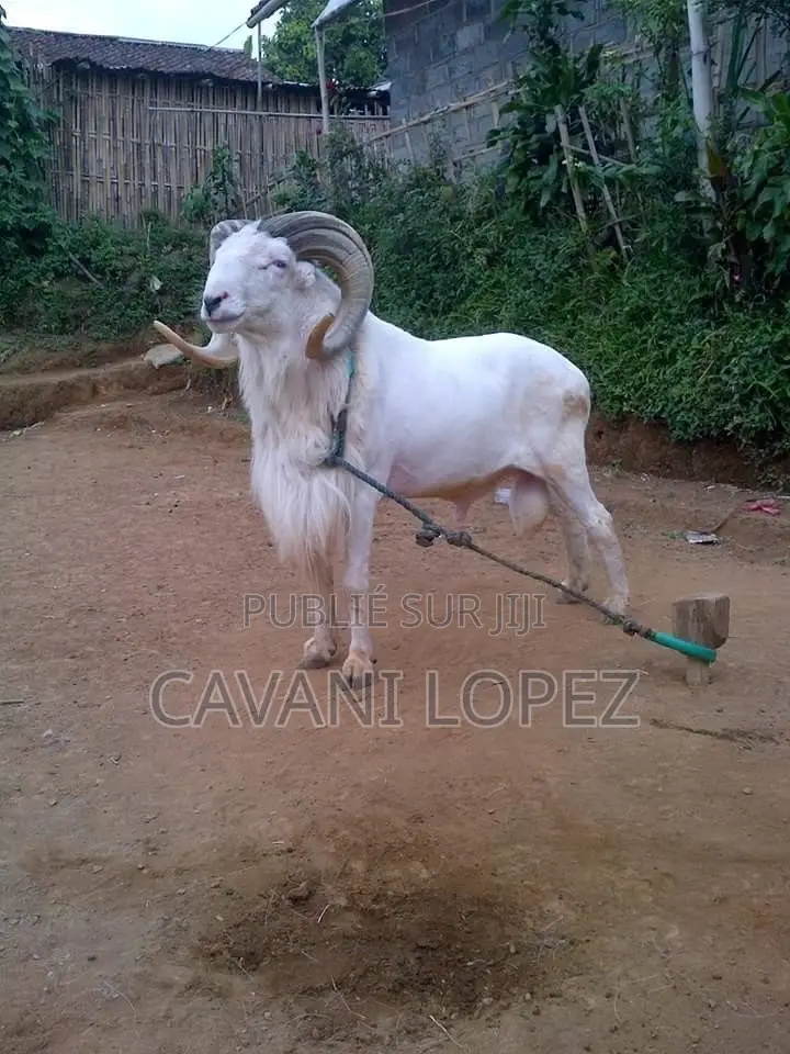 Mouton Bélier