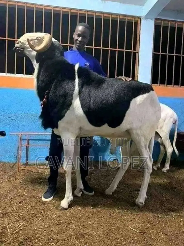 Mouton Bélier