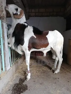 Mouton Bélier