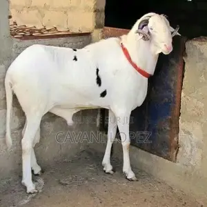 Mouton Bélier