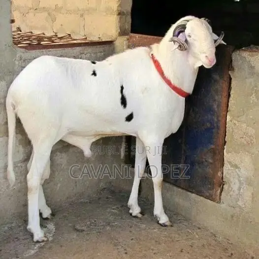 Mouton Bélier