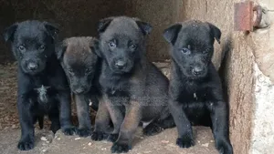 1-3 mois Homme Pure race Belgian Malinois