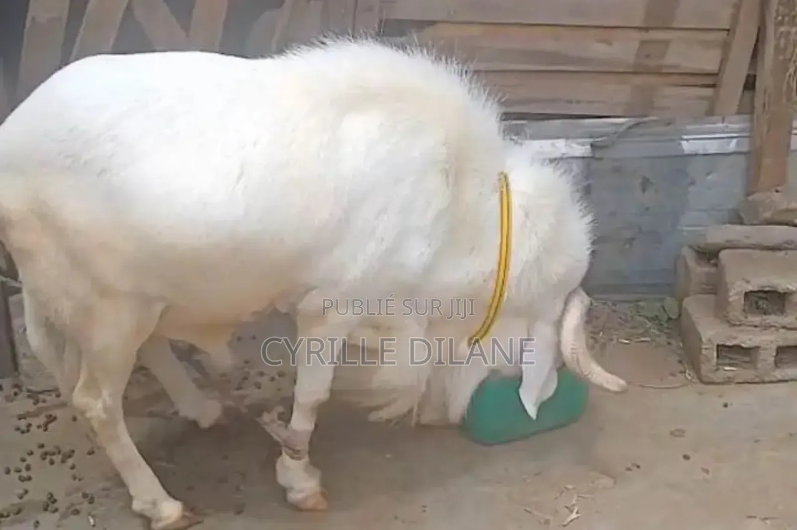 Mouton À Bon Prix