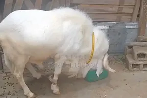 Mouton À Bon Prix