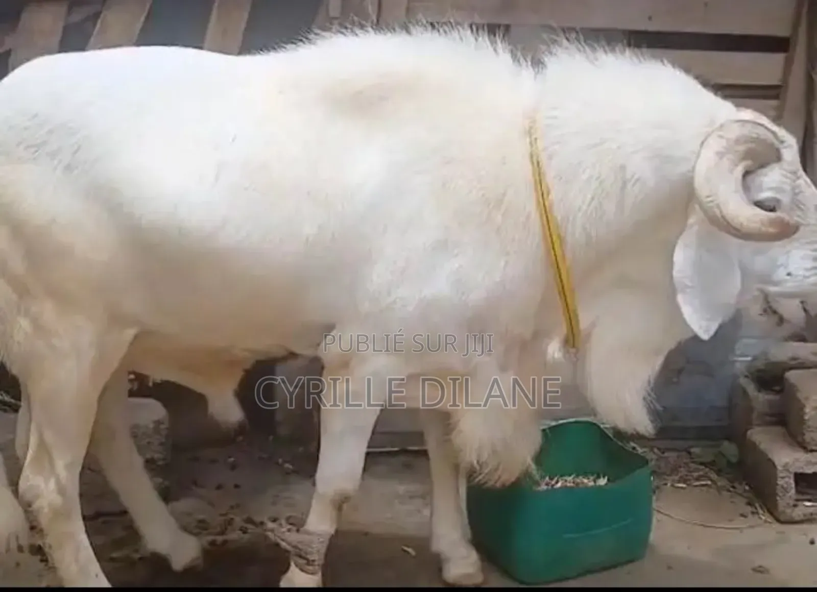 Mouton À Bon Prix