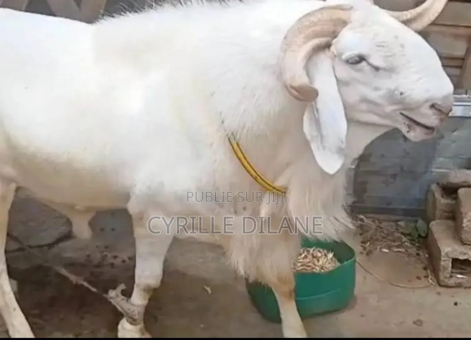 Mouton À Bon Prix