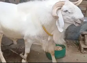 Mouton À Bon Prix
