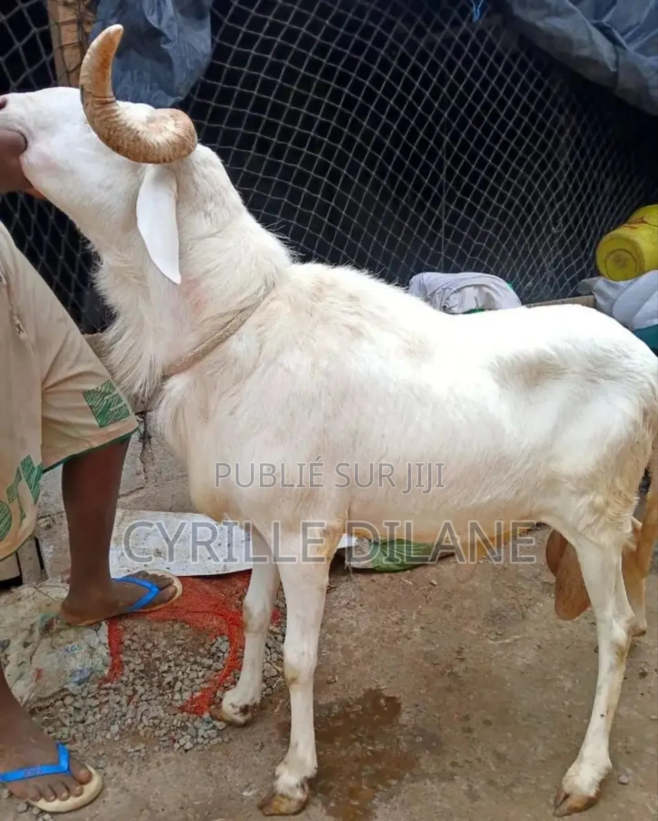Mouton À Bon Prix