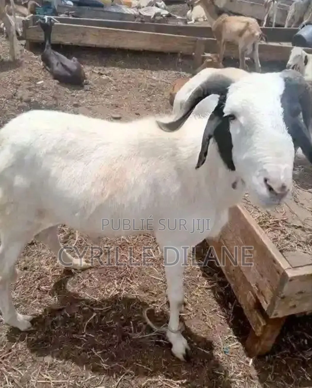 Mouton À Bon Prix